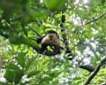 Img___1071d-malpa kapucinska-white-faced-capuchin.jpg